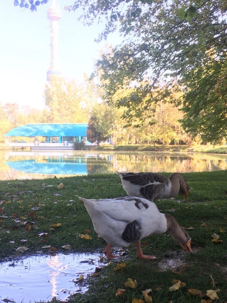 Tashkent Ducks