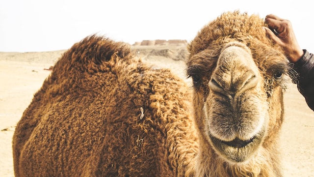 Uzbek Camel