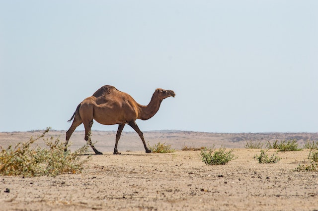 Uzbekistan Desert Camel