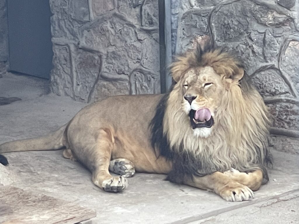 Lion