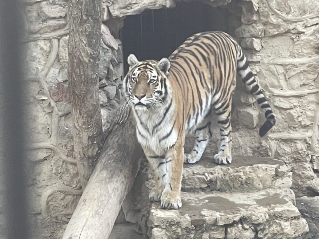 Tiger